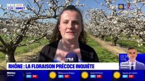 Dans le Rhône, la floraison précoce des cerisiers inquiète