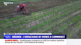 "C'est un crève-cœur": un viticulteur du Bordelais témoigne de l'arrachage de ses vignes