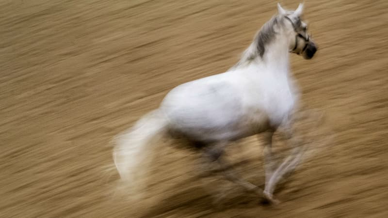 Val-d'Oise: son cheval disparaît du jour au lendemain, cette habitante porte plainte pour vol