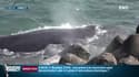 Un baleineau s'échoue et meurt à la Réunion malgré les efforts des secouristes.