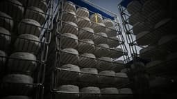 Des camemberts dans une usine, photographiés le 5 mai 2025.