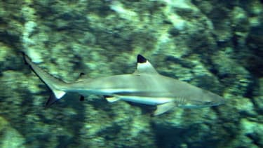 Un requin pointe noire nage dans un bassin du parc aquatique Océanopolis de Brest, le 03 septembre 2003