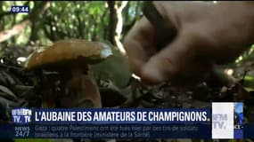 Des champignons qui ne se cueillent qu'en octobre sont déjà là !