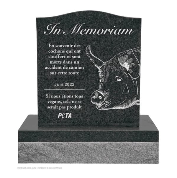 L'association PETA propose d'ériger un mémorial pour les 120 cochons tués à Houtkerque dans un accident de la route.