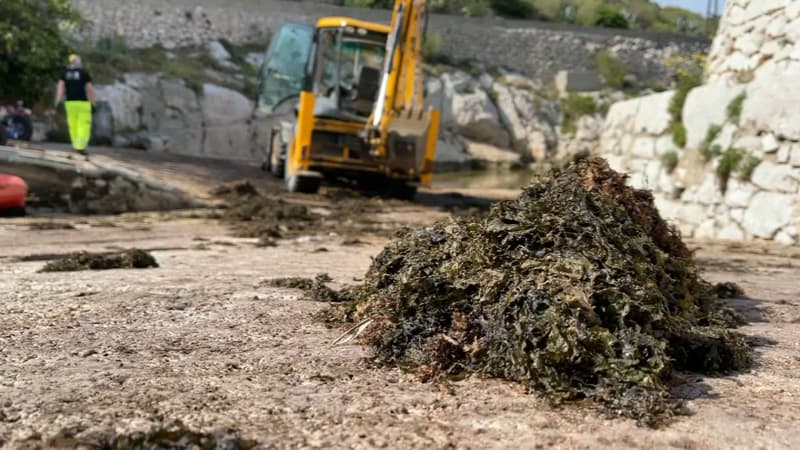 La Métropole a organisé lundi la première opération de nettoyage du port de Callelongue. 