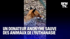 TANGUY DE BFM - Dordogne: un mécène fait un don de 100.000€ et sauve les animaux d'un parc de l'euthanasie 