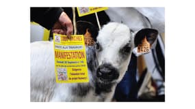 Les opposants à la ferme des 1.000 vaches avaient bloqué hier l'arrivée du premier camion laitier (Photo d'illustration).