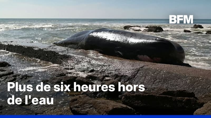 Un cachalot de 12 mètres meurt après s'être échoué sur une plage de Loire-Atlantique