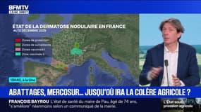 Dermatose nodulaire contagieuse : un nouveau cas dans l'Aude