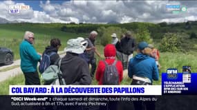 À la découverte des papillons sur le plateau du col Bayard