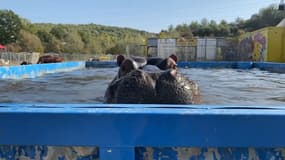 L'hippopotame du cirque Muller installé dans le Var ne sera pas saisi d'urgence. 