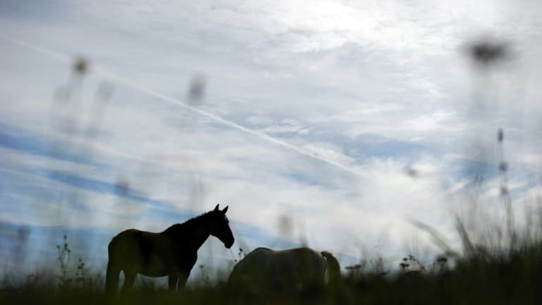 Cette semaine, un nouveau cheval a été retrouvé égorgé dans les Côtes-d'Armor.