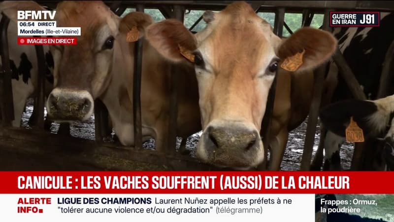 Canicule: les vaches aussi souffrent de la chaleur
