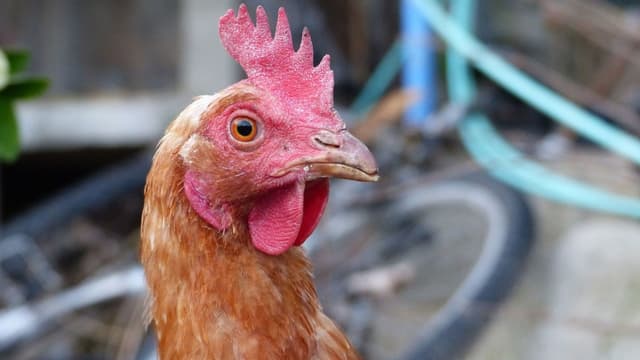 Les éleveurs industriels épointent leurs poules pondeuses, c'est-à-dire qu'ils coupent le bout pointu du bec.