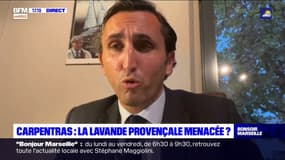 Lavande provençale: Julien Aubert, député LR du Vaucluse, revient sur la nouvelle réglementation européenne