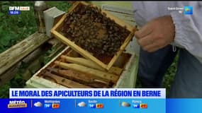 Hauts-de-France: le moral des apiculteurs de la région en berne
