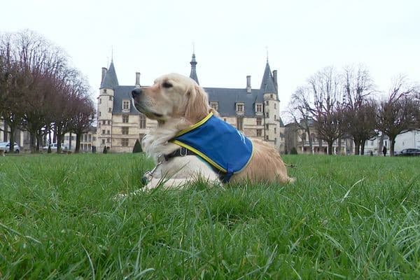 Ouchi, le chien d'assistance judiciaire à Nevers. Ouchi, le chien d'assistance judiciaire à Nevers.