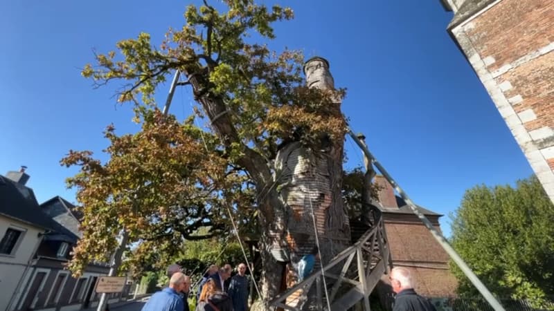 Seine-Maritime: infiltré par l'eau, le chêne d'Allouville-Bellefosse, vieux de 1.200 ans, va subir des travaux