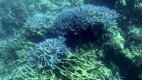Blanchissement de corail sur la Grande Barrière d'Australie, le 7 mars 2022 