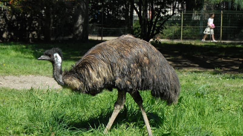 Un émeu à la Ménagerie du Jardin des plantes à Paris (Photo d'illustration).