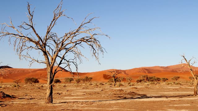 Selon une étude américaine, le changement climatique rend moins sensibles les végétaux à la sécheresse. (image d'illustration)