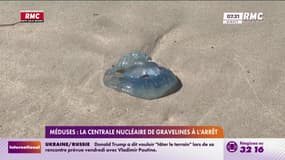 Gravelines : la plus grande centrale nucléaire de France paralysée par des méduses