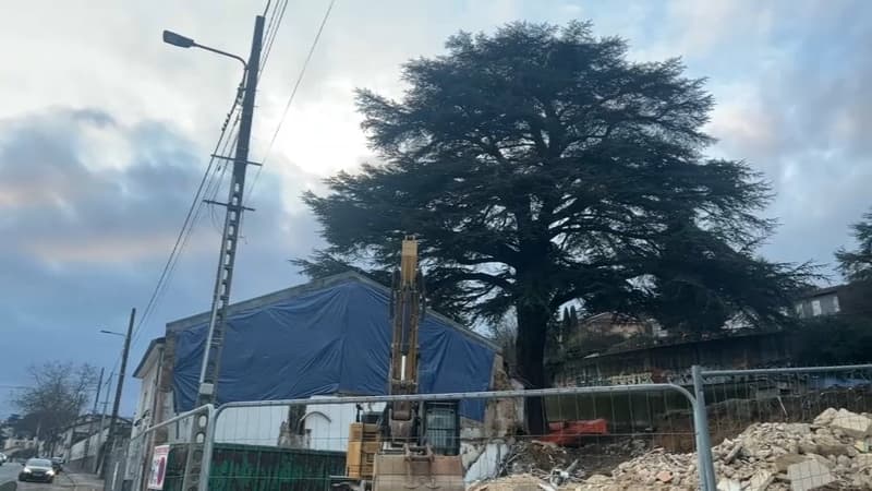 Rillieux-la-Pape: des habitants mobilisés pour sauver un arbre bicentenaire menacé par un projet immobilier