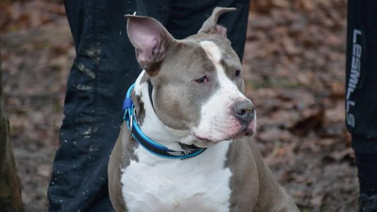 L'association Gueules d'anges milite pour la réhabilitation des chiens dits "molosses"