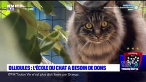 Ollioules: l'école du chat a besoin de dons