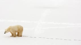 Un ours blanc au Canada, le 13 novembre 2007 (photo d'illustration)