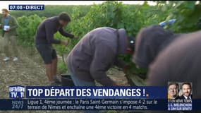 Top départ des vendanges !