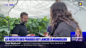 La récolte des fraises est lancée à Mandelieu-la-Napoule