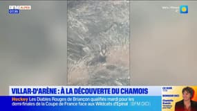 Villar-d'Arène : à la découverte du chamois