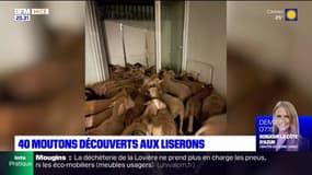 40 moutons entassés dans une pièce de 10 m² ont été découverts aux Liserons 