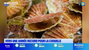 2024, une année record pour la coquille Saint-Jacques? 