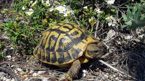 Cinq tortues d'Hermann bloquent un site en construction dans le Var.