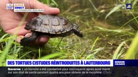 Bas-Rhin: une centaine de tortues cistudes réintroduites dans un marais à Lauterbourg