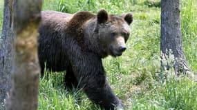 "Elle l'a trainé sur plus de 30 mètres": ce que l'on sait du drame entre un chasseur et une ourse en Ariège