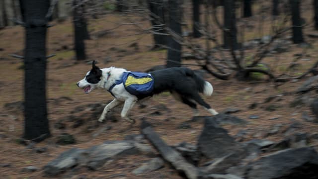 Un border collie entraîné parcourt les lieux d'un incendie dispersant des graines au passage, à Talca le 23 juin 2017. (Photo d'illustration)