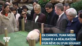 Yuan Meng le panda, ce redoutable instrument de la diplomatie chinoise 