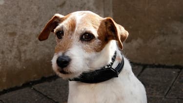 Un Jack Russell