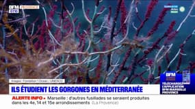 Ils étudient les gorgones pour évaluer l'impact du réchauffement climatique en Méditerranée 