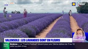 Haute-Provence: les lavandes en fleur sur le plateau de Valensole