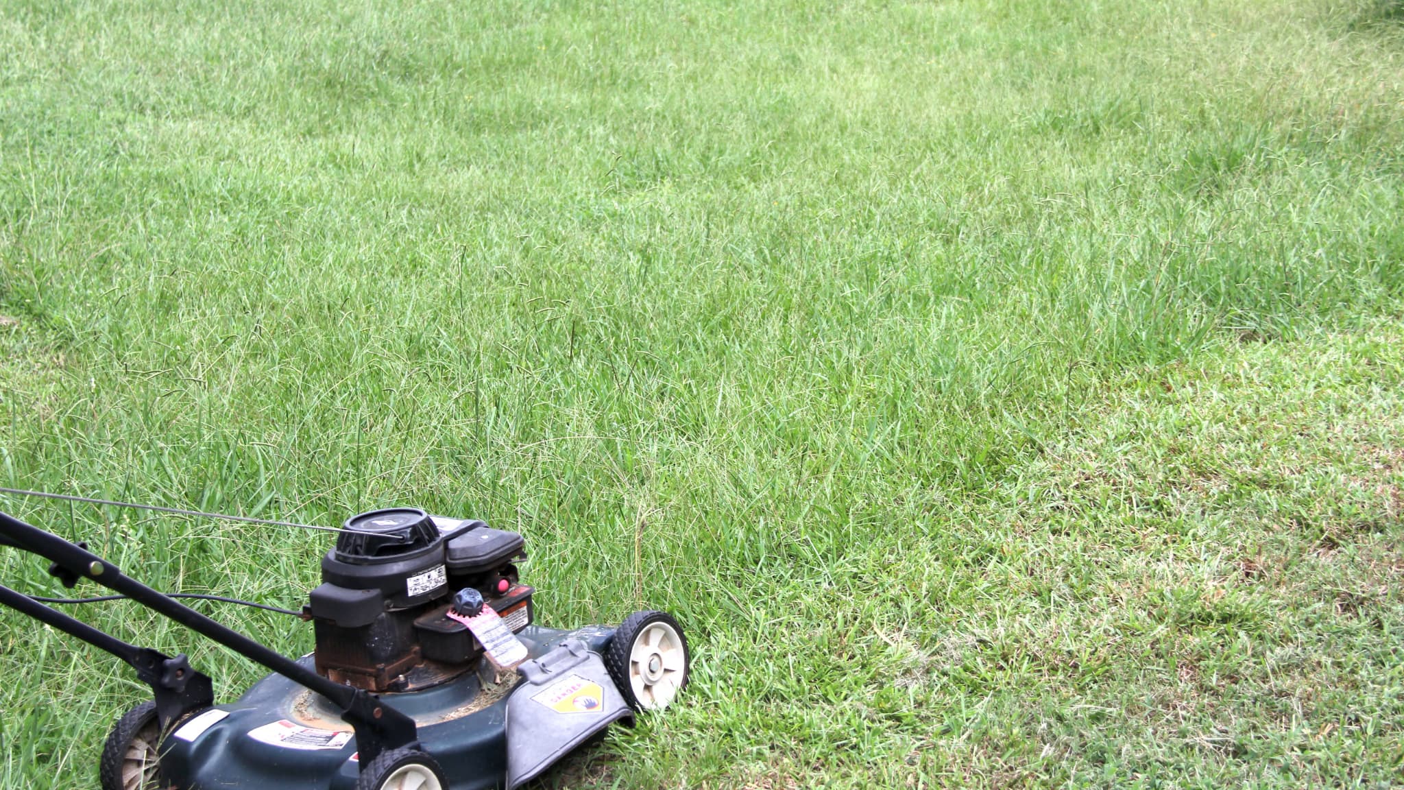 No Mow May pourquoi il est recommandé de ne pas tondre sa pelouse au mois de mai