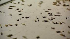 L'impressionnante invasion de sauterelles dans les rues de Las Vegas  