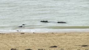 Des débris d'une embarcation empruntée par des personnes tentant de traverser clandestinement la Manche, le dimanche 29 novembre au large de Sangatte (Pas-de-Calais).