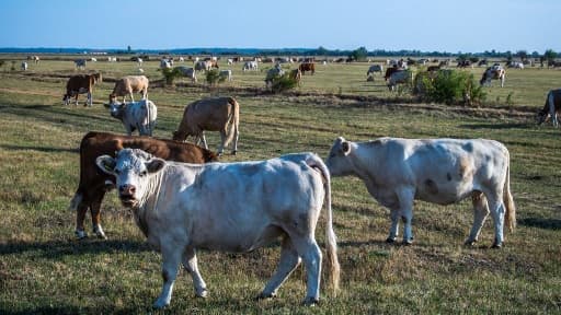 Des vaches dans un pâturage