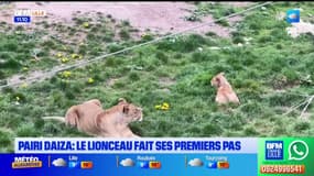 Pairi Daiza: le lionceau fait ses premiers pas