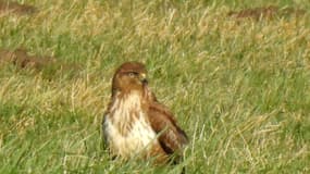 Une buse variable en Alsace. (Photo d'illustration)