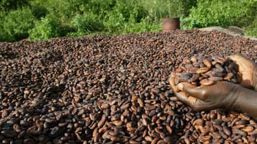 Des fèves de cacao sont exposées au soleil dans un village de producteurs de cacao, près de Vavoua en Côte d'Ivoire, le 29 octobre 2002.